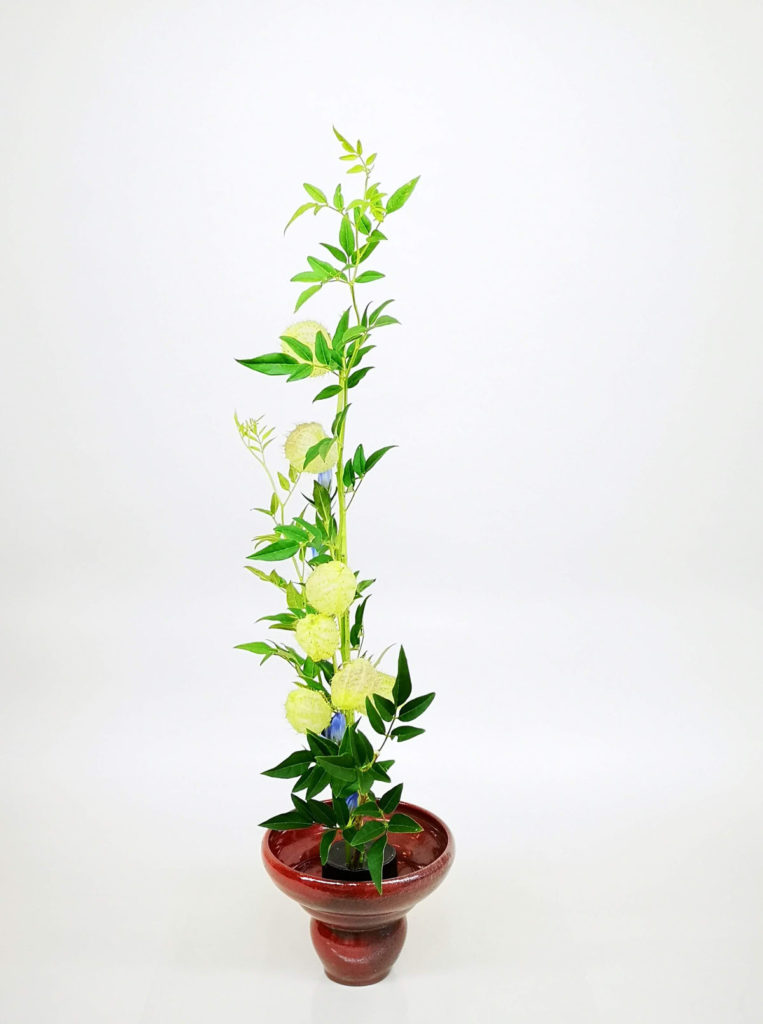 フウセントウワタ　水彩画 フウセントウワタ 水彩画 フウセントウワタ水彩画